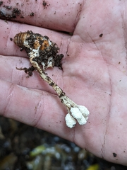 Cordyceps sinclairii