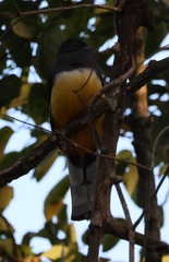 Trogon citreolus