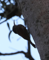 Xiphorhynchus flavigaster