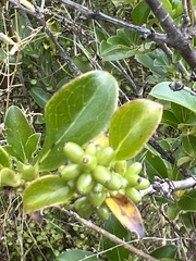 Coprosma