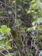 Anthornis melanura