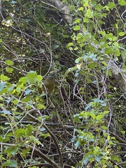 Anthornis melanura