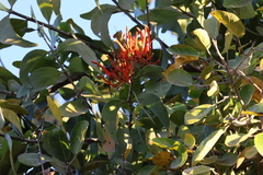 Psittacanthus sonorae