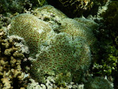 Galaxea fascicularis