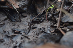 Eurycea quadridigitata