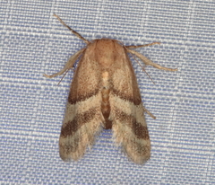 Halseyia rectifascia