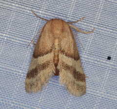 Halseyia rectifascia