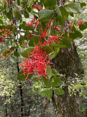 Peraxilla colensoi