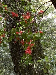 Peraxilla colensoi