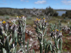 Senecio gunnii