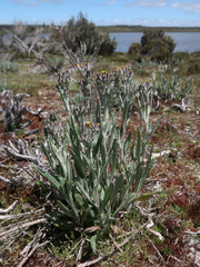 Senecio gunnii