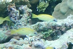 Lutjanus kasmira
