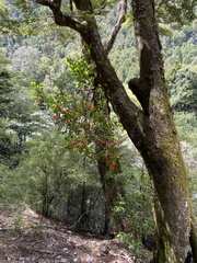 Peraxilla colensoi