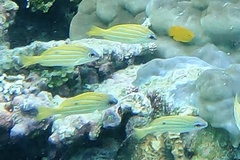 Lutjanus kasmira