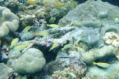 Lutjanus kasmira