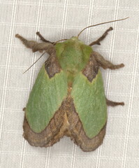 Latoia vivida
