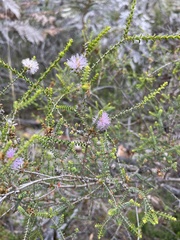 Melaleuca squamea