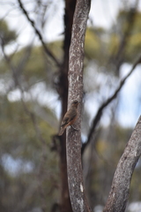 Climacteris rufus