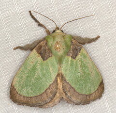 Latoia vivida