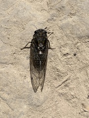 Amphipsalta strepitans