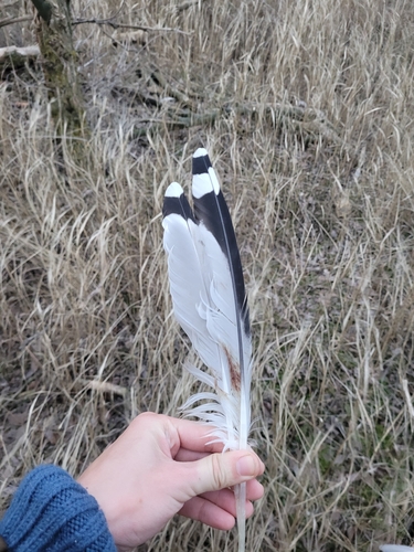 Plume de Goéland pontique