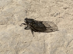 Amphipsalta strepitans