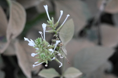 Plumbago zeylanica