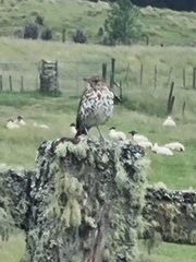 Turdus philomelos clarkei