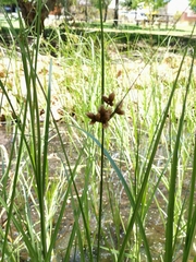 Bolboschoenus caldwellii