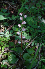 Pyrola asarifolia incarnata