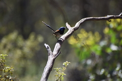 Malurus pulcherrimus