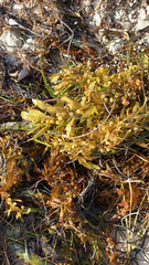 Sargassum fluitans