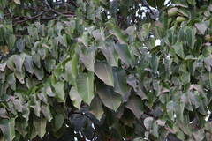 Hura polyandra