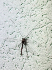 Ascalorphne macrocerca