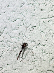 Ascalorphne macrocerca