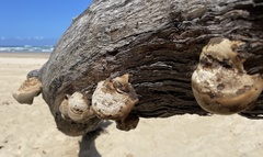 Laetiporus portentosus