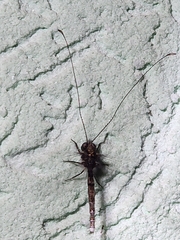 Ascalorphne macrocerca