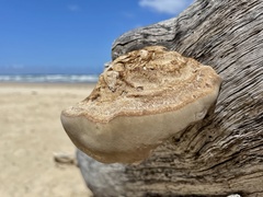 Laetiporus portentosus