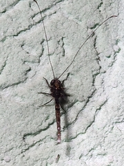 Ascalorphne macrocerca