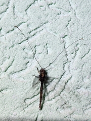 Ascalorphne macrocerca