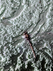 Ascalorphne macrocerca
