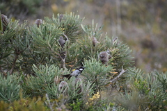 Phylidonyris niger