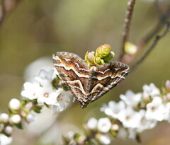 Melitulias graphicata