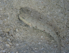 Valenciennea longipinnis