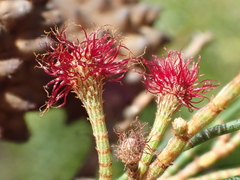 Casuarina cunninghamiana