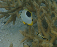 Chaetodon ephippium