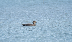 Mareca strepera strepera