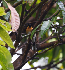 Symposiachrus trivirgatus