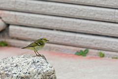 Phylloscopus proregulus