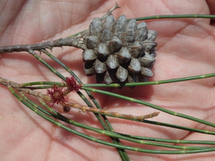 Casuarina cunninghamiana